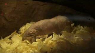 Philadelphia Zoo Naked Mole Rats Wednesday Afternoon