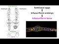 Mesozoa and Related Organisms