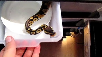 Reptile Basics Rack Review!