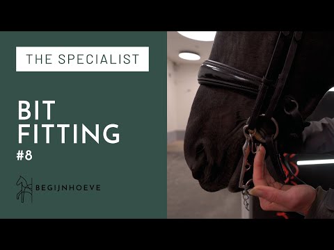 How to properly fit the bit for your Dressage Horse | Begijnhoeve | The Specialist #8