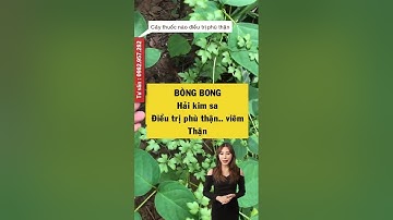 bòng bong - hải kim sa chữa sỏi thận cực hay