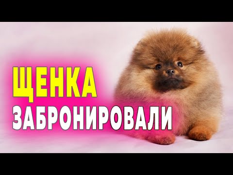 Бейне: Күшікті қалай жууға болады