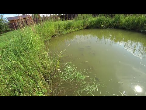 Белый Амур кушает травку (16.07.2021)