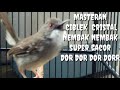 Masteran Burung Ciblek Gacor Nembak Mp3 - Mp4 Download