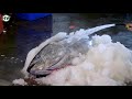 OTORO 巨型黑鮪魚現場切割秀 feet.黑鮪魚金三角 - 台灣東港美食