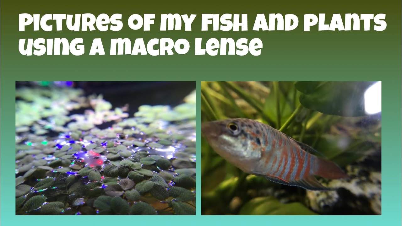 aquarium plants Macro Shots of my Fish and Plants Part 2