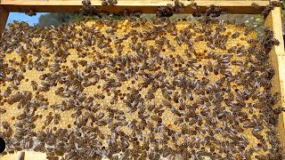 OGUL ENGELLEME, GENÇ ANA ARI İLE ÇALIŞMA, ANA ARIYA ALAN AÇMA, KATTA ANA YETİŞTİRME #beekeeping