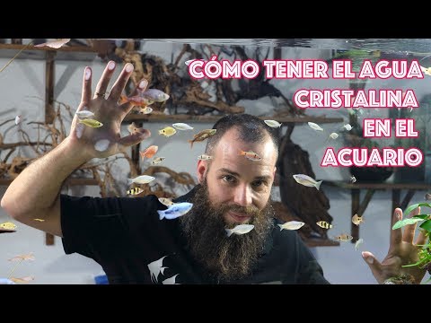 Video: Cómo proteger los arrecifes de coral: 14 pasos (con imágenes)