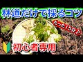 【初心者必見動画】林道だけで採れる美味しい山菜を採るコツ
