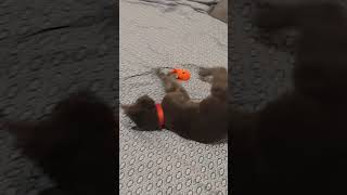 Luca's first time playing with a worm toy