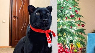 Trying to entertain the sad panther 🥲🎉🎄🐆