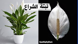 نبتة الاشرعه البيضاء كيف اعتني بها و اجعلها  مزهرة و نتجنب ذبولها Spathiphyllum