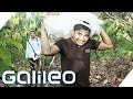 Warum Kakaoernte immer noch Handarbeit ist | Galileo | ProSieben