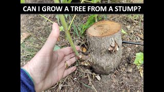 CAN I GROW A TREE FROM A STUMP
