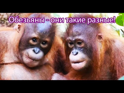 Такие разные обезьяны!
