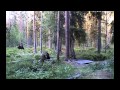 Дикая природа Эстонии Бурые медведи в  лесу и енотовидные собаки Brown bears and raccoon dogs