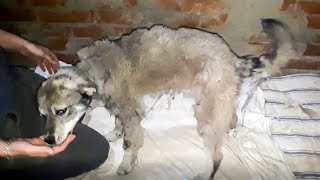 Как хозяева предали собаку Джульетту Душевная рана больней пробитого черепа help the dog Как хозяева предали собаку Джульетту Душевная рана больней пробитого черепа help the dog