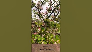 سورة العاديات كامله ،بصوت قارئ هاوکار صالح محمد الكردي #الهم_صلي_على_محمد_وأل_محمد