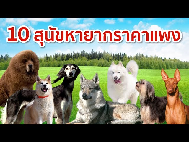 10 สุนัขหายากราคาแพงที่สุดในโลก - Youtube