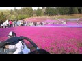 Shibazakura(Moss Pink) Hill at Hitsujiyama Park (羊山公園の芝桜)