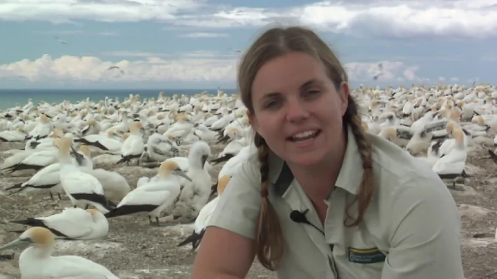 Meet the Locals: Gannets galore - DayDayNews