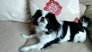 Britains most talented pets whistling Japanese Chin