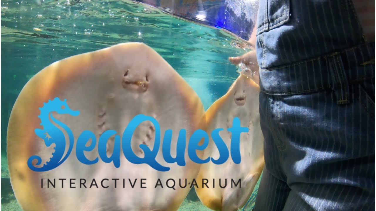 SeaQuest Aquarium Low Cost Theme Park Experience YouTube