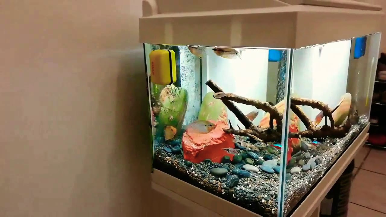 Acquario tropicale d acqua dolce 60 lt - YouTube