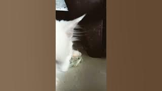 cat sksos ddlodd sosod siod ddid8dhf9 fkfpfo