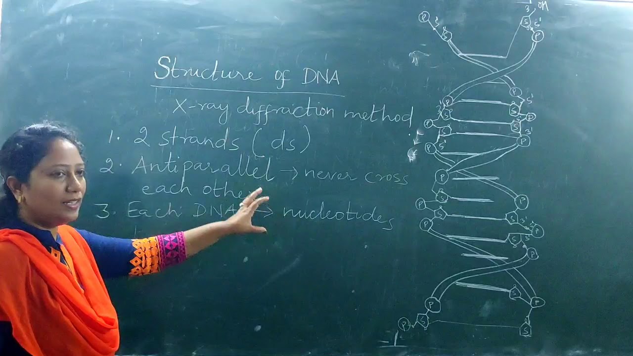 Structure of DNA Part 2 - YouTube