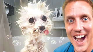 Adorable Dogs Who Love Baths