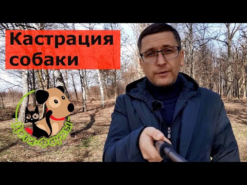 Видео: Успокоит ли стерилизация собаку?