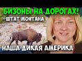 137 | ЧТО МЕНЯ УДИВЛЯЕТ В США? ДИКАЯ ПРИРОДА В ШТАТЕ МОНТАНА. СЕМЕЙНЫЙ ВЛОГ ИЗ АМЕРИКИ.