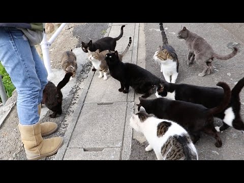 Aoshima: Japan's Island Every Crazy Cat Lady Should Visit - Malorie's  Adventures