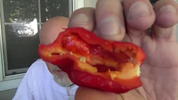 POD REVIEW THE CONTORTED COCO GROWN BY MONSTER PEPPERS!!!