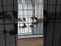 野良猫 食事 #shorts #shortsfeed