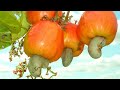 Los arboles de marañon en El Salvador  patechucho