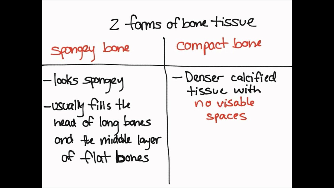 Bone Tissue - YouTube