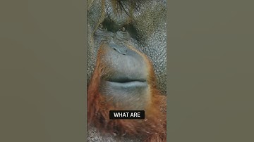 Are We Underestimating Animal Intelligence?