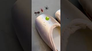 Bugs ate my pointe shoes
