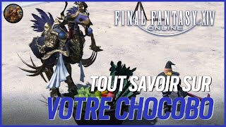 The guide to getting the best chocobo