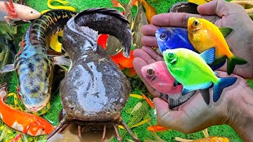 Video Bắt Cá Cảnh Đẹp Nhiều Màu Trong Ao Nhỏ, Cá Vàng, Cá Koi, Cá Sấu, Cá Trê, Rùa, Lươn