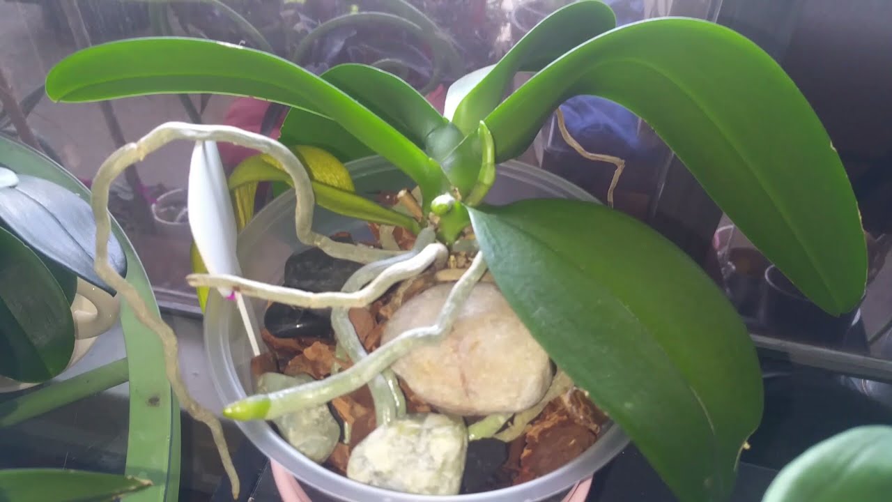 Mi Orquidea trae Raíz o Vara? Como identificarla fácilmente!!!😊🔦  #orquideaphalaenopsis #varanueva - thptnganamst.edu.vn