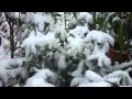 My Garden - Citrus, Asimina, Palms in Winter - Kuklen 26.01.2014