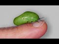 Les insectes les plus venimeux que vous ne devriez jamais toucher