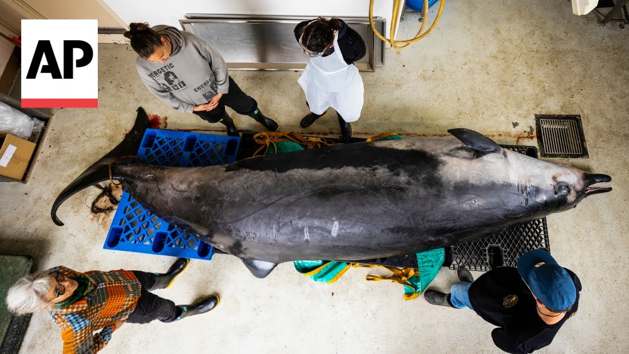 Scientists gather to decode puzzle of the world's rarest whale in