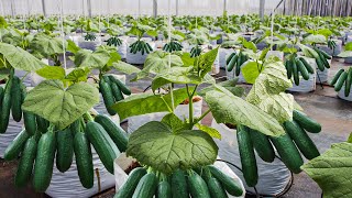 How To Grow 69 Millions Of Cucumbers In Greenhouse And Harvest  Modern Agriculture Technology