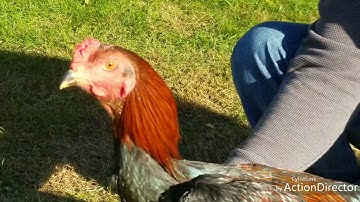 AirBender cov me nyuam qaib