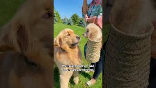 It's not always rainbows when you bring another dog home 🥺 #goldens