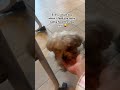 Dog and baby #dogandbabyvideos #dogandbaby #newmommylife #newmom #newmomlife #cutevideos